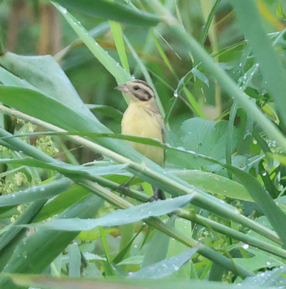 Yellow-breasted Bunting - ML640800494