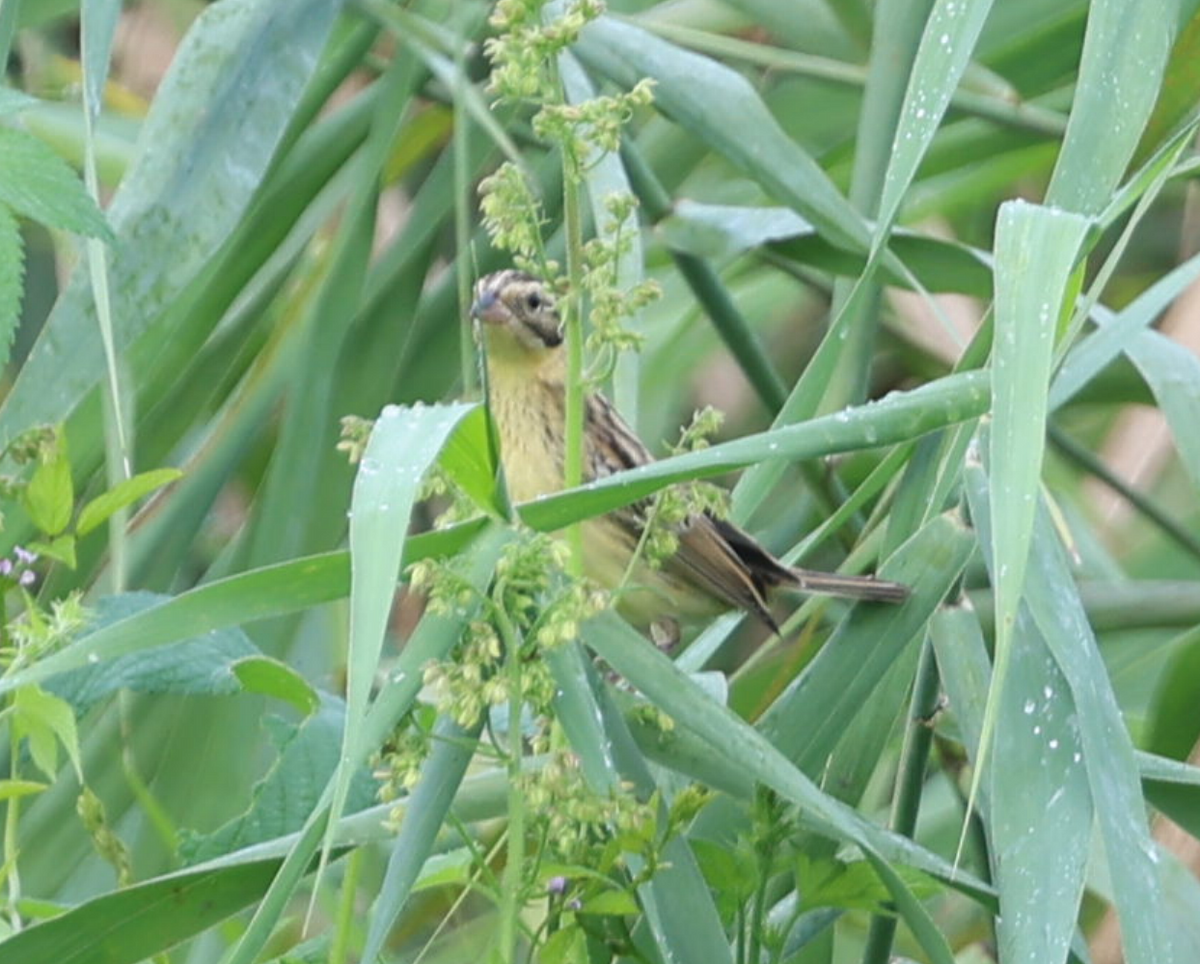 Yellow-breasted Bunting - ML640800495