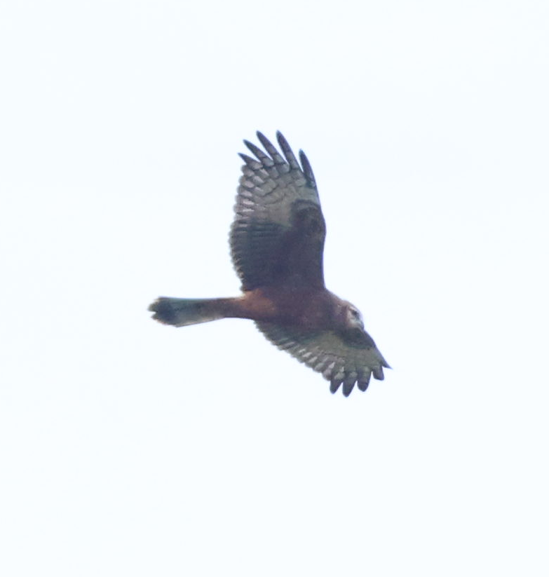 Pied Harrier - ML640800502