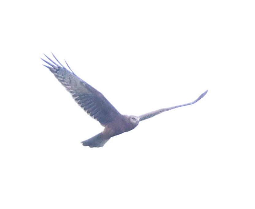 Pied Harrier - ML640800503