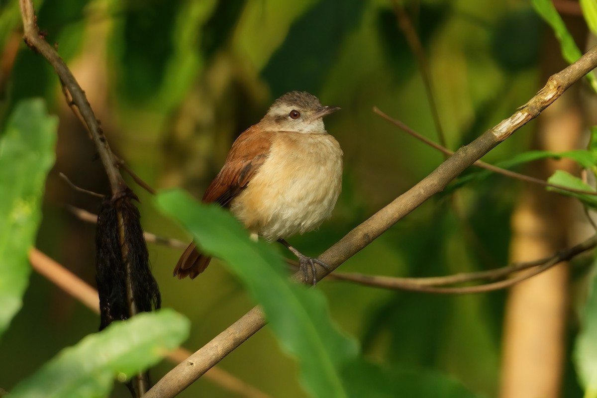 Lesser Hornero - ML640800519