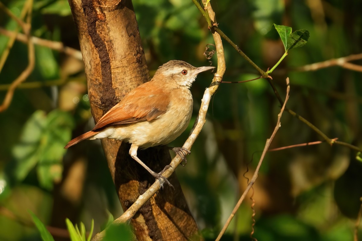 Lesser Hornero - ML640800520