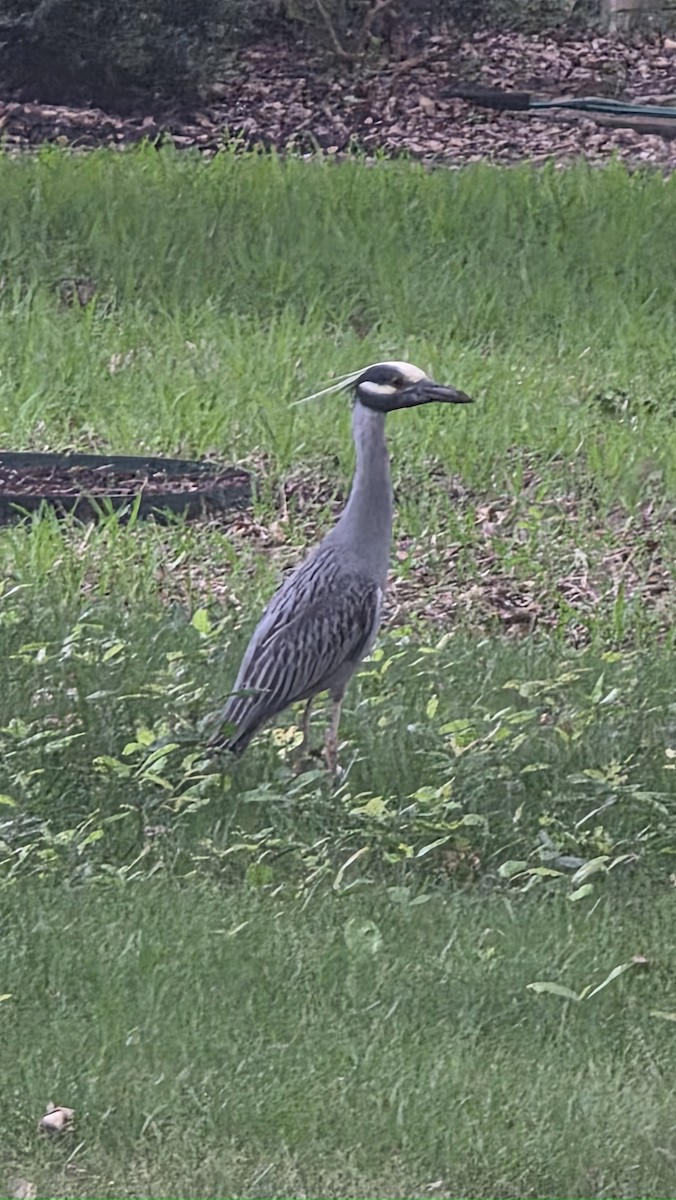 Yellow-crowned Night Heron - ML640800538