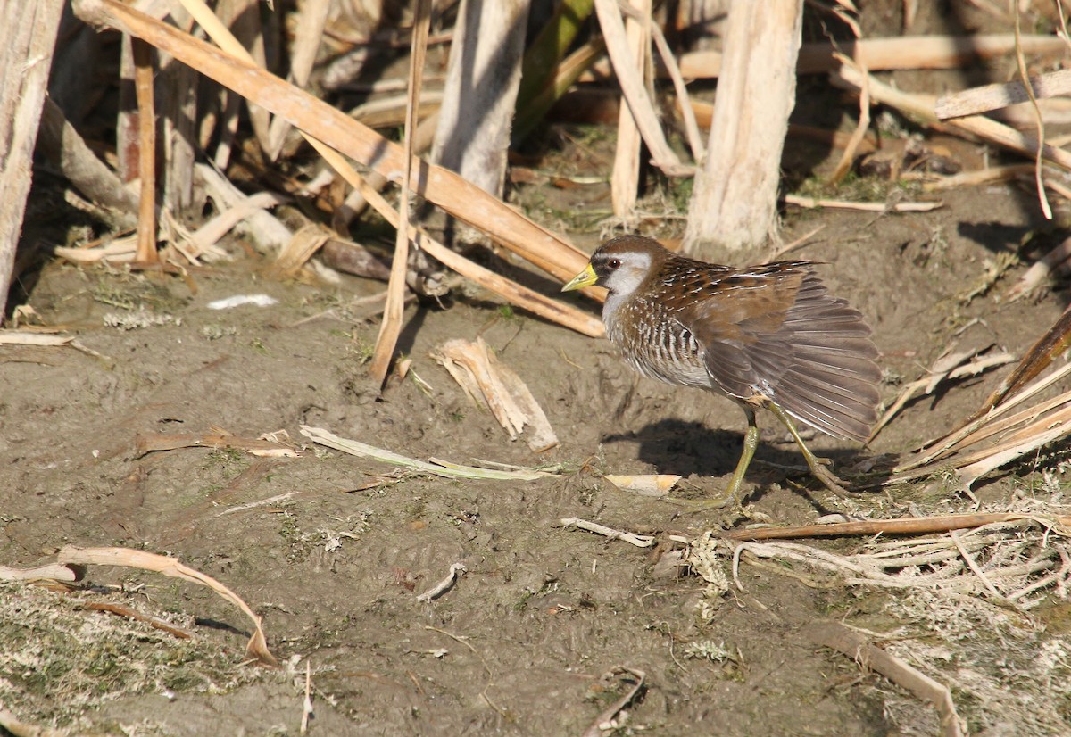 Sora - ML640800543