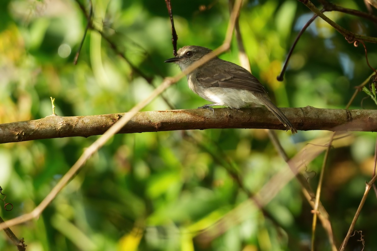 Fuscous Flycatcher - ML640800544