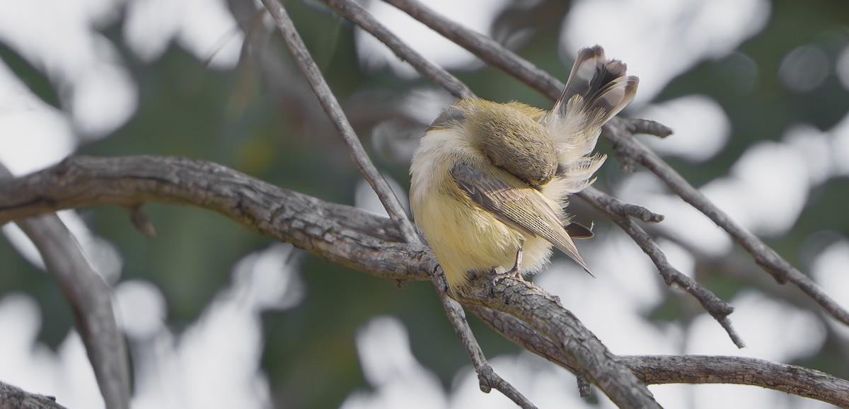 Weebill - ML640800550