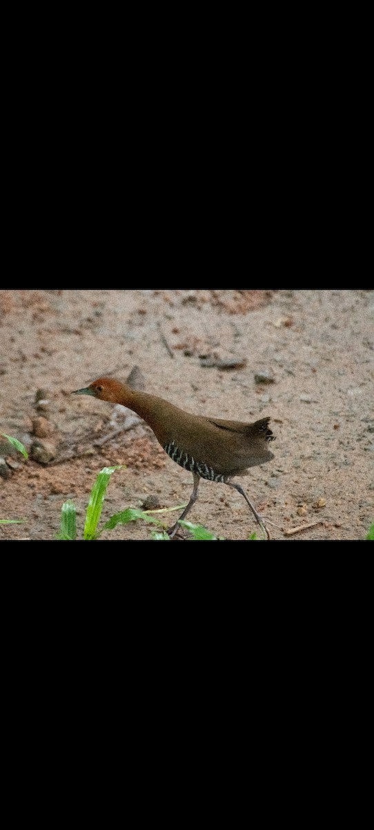 Slaty-legged Crake - ML640800575