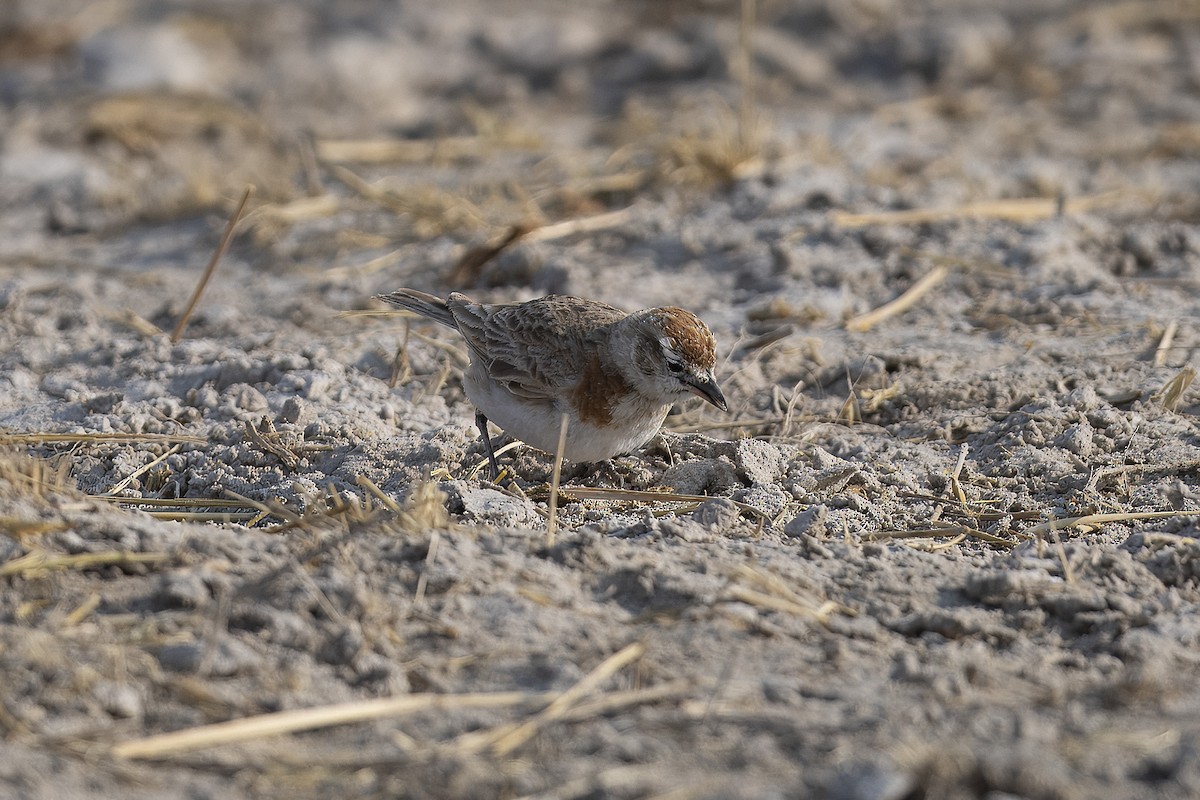 Red-capped Lark - ML640800580