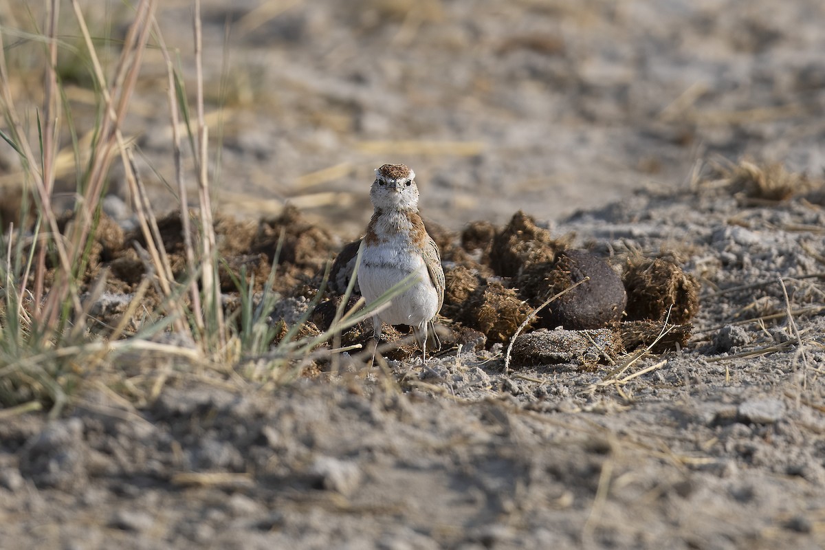 Red-capped Lark - ML640800581