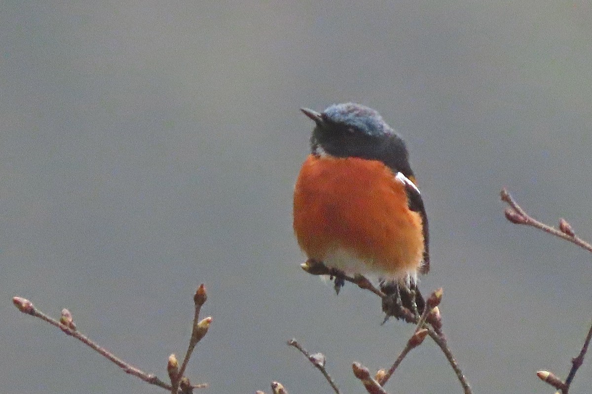 White-throated Redstart - ML640800600