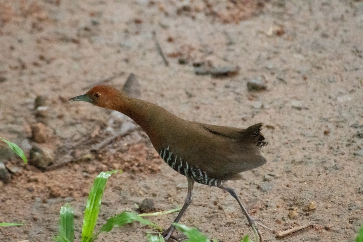 Slaty-legged Crake - ML640800601