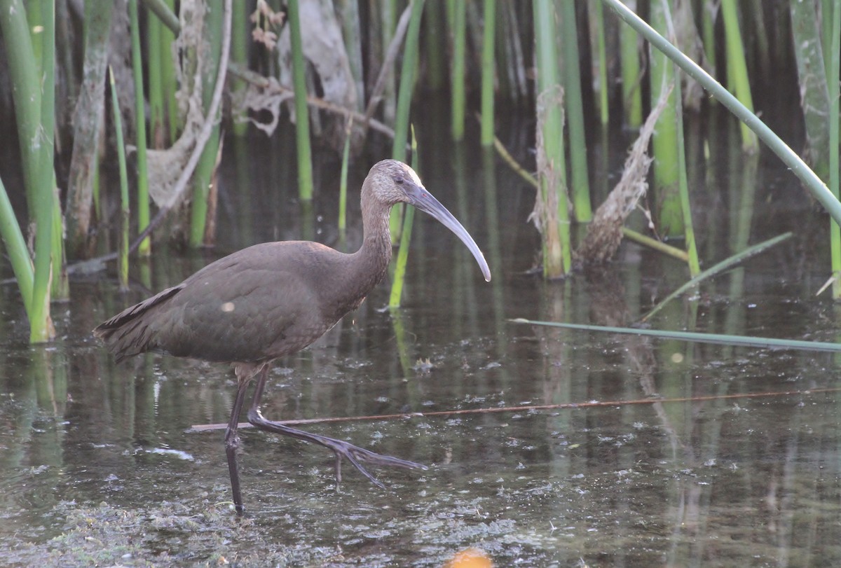 White-faced Ibis - ML640800635