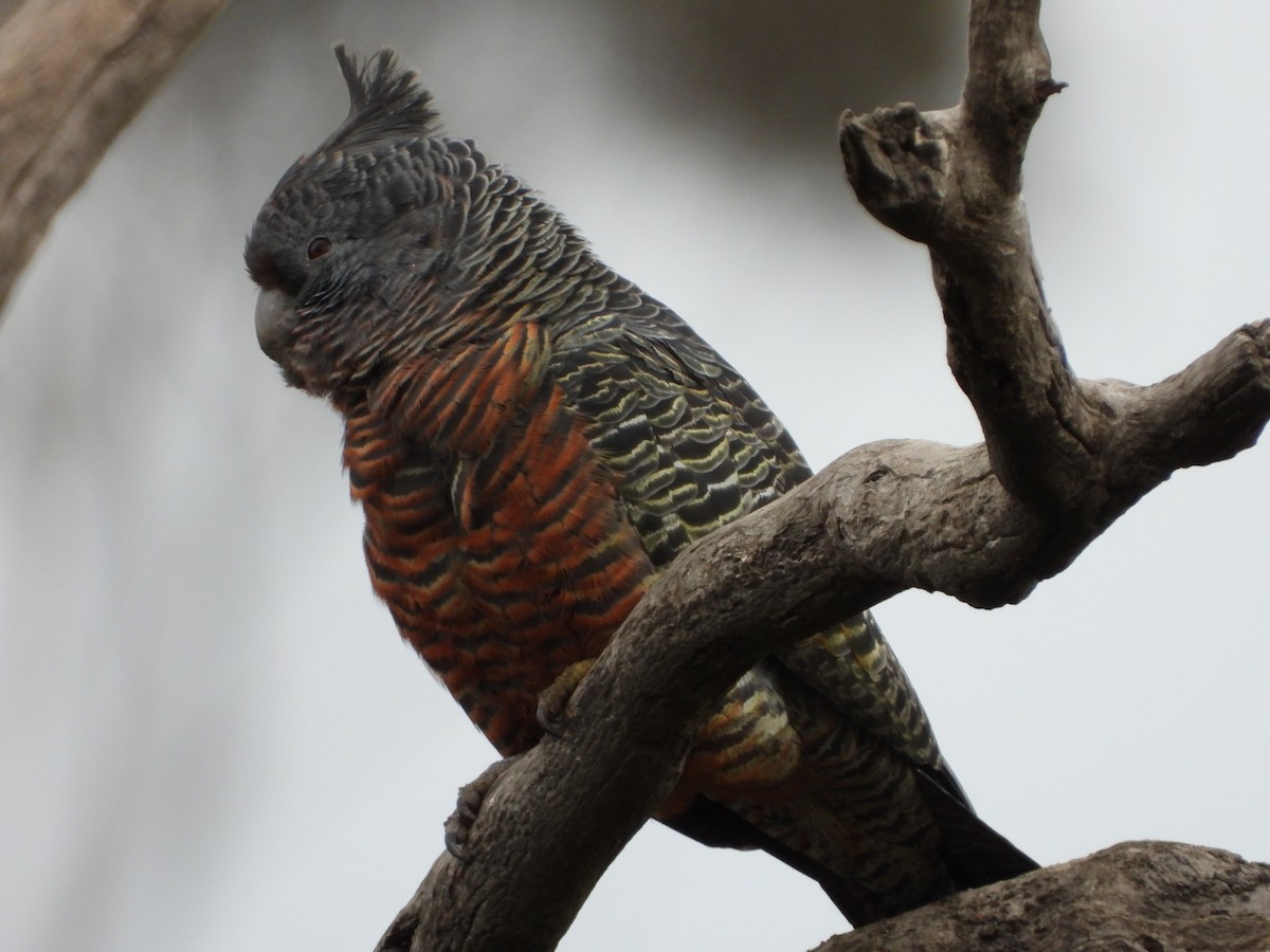 Gang-gang Cockatoo - ML640800638