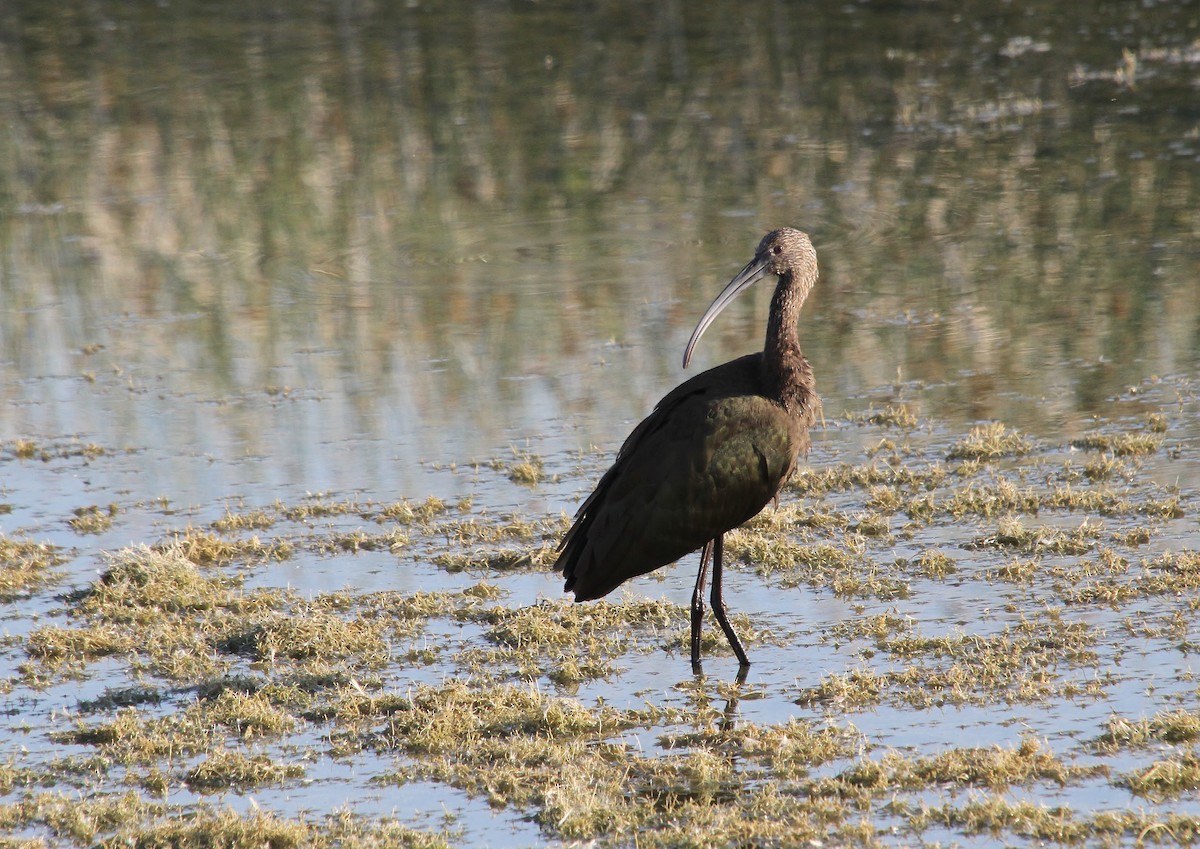 White-faced Ibis - ML640800639