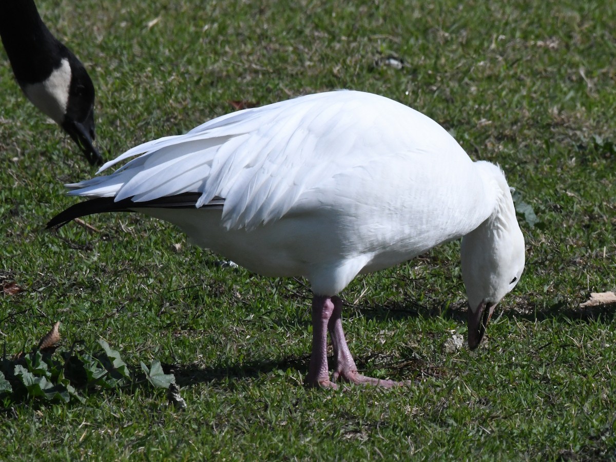 Snow Goose - ML640800640