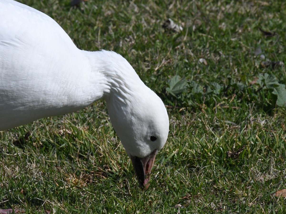 Snow Goose - ML640800641