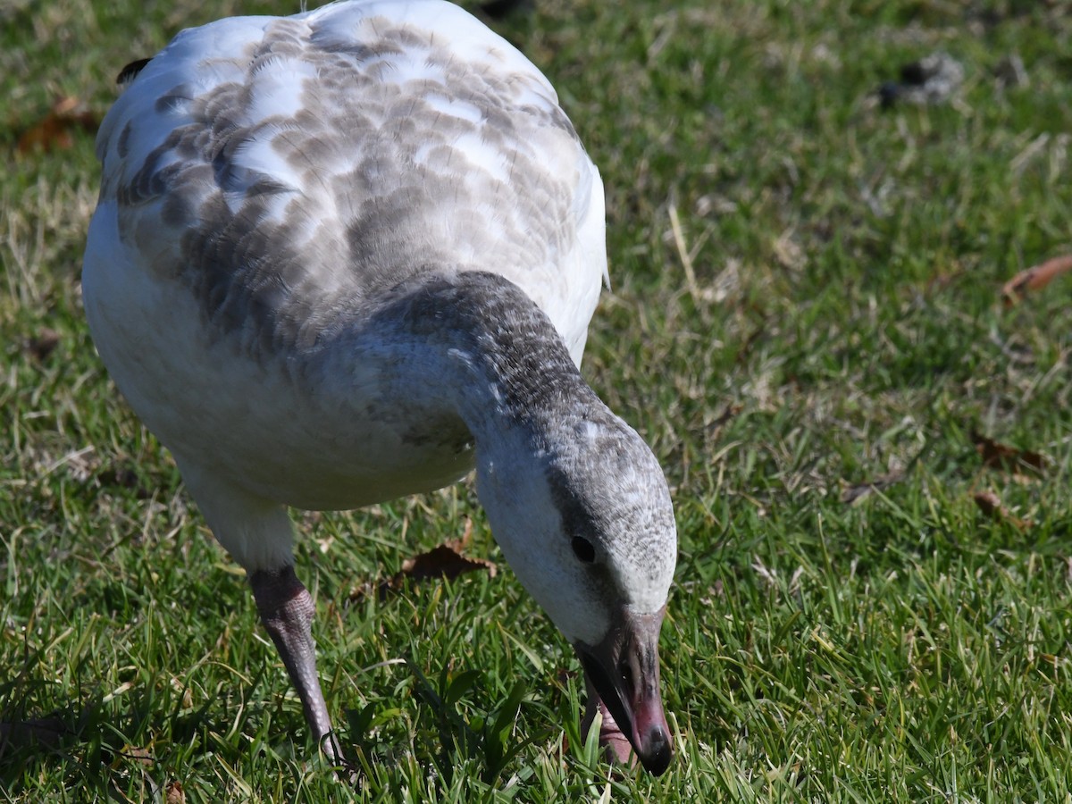 Snow Goose - ML640800642