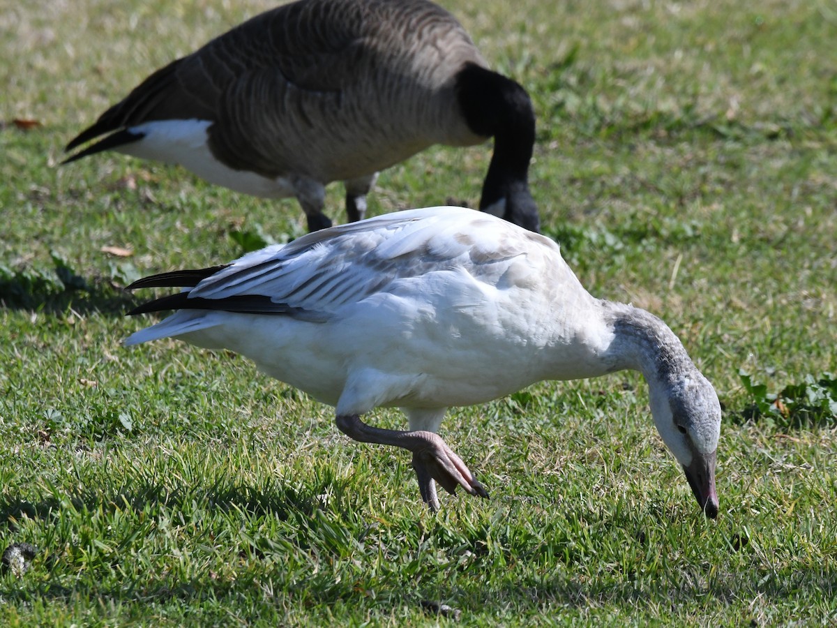 Snow Goose - ML640800643