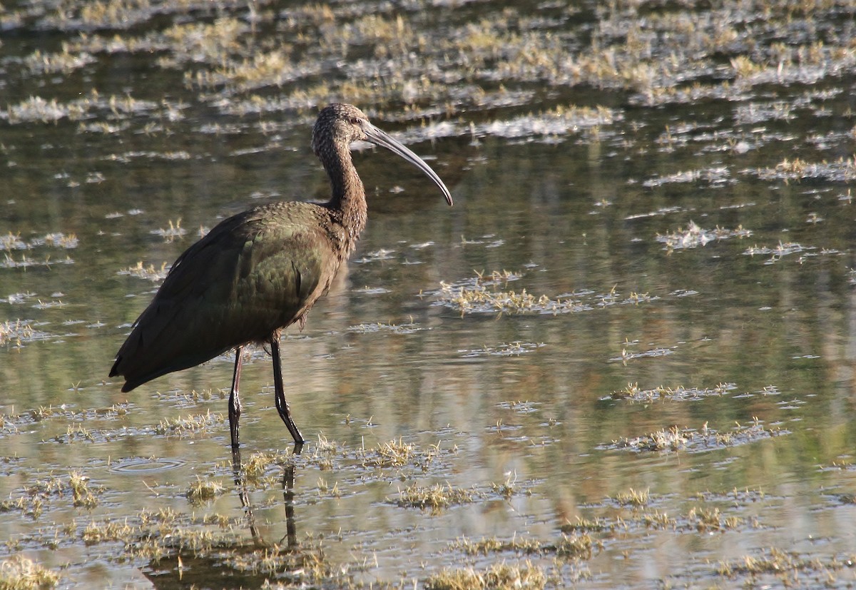 White-faced Ibis - ML640800646