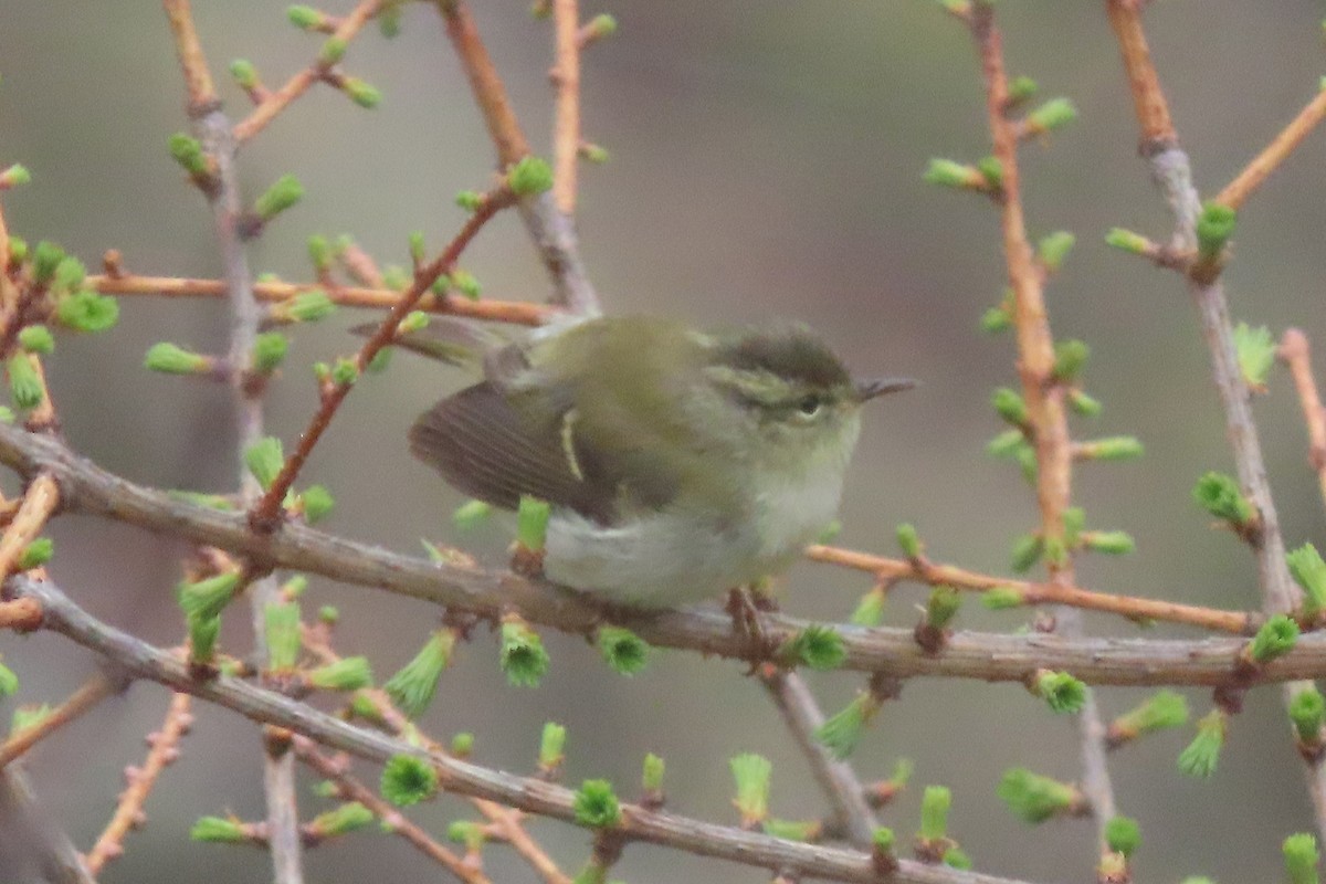 Buff-barred Warbler - ML640800656