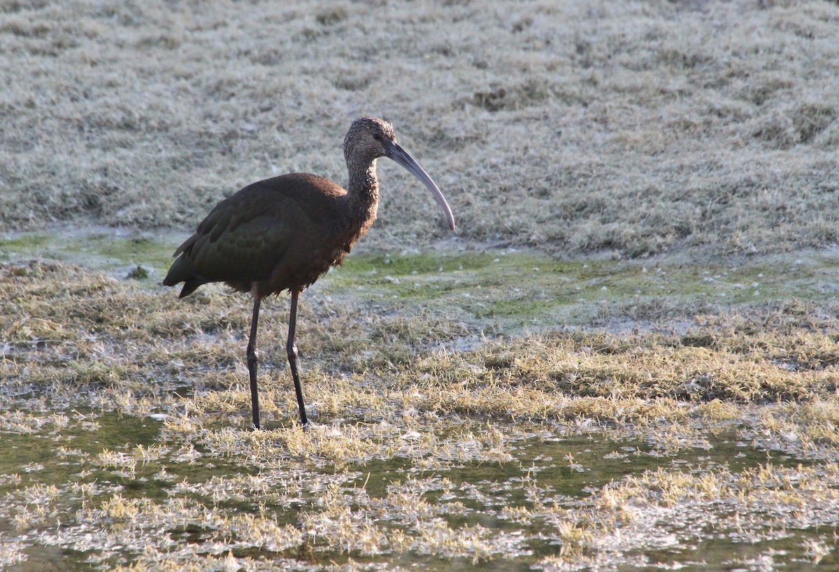 White-faced Ibis - ML640800657