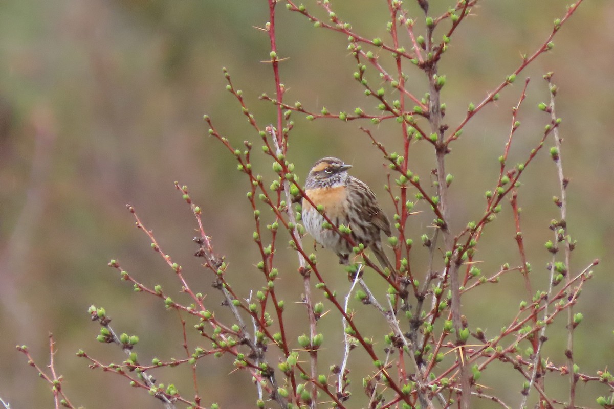 Rufous-breasted Accentor - ML640800661