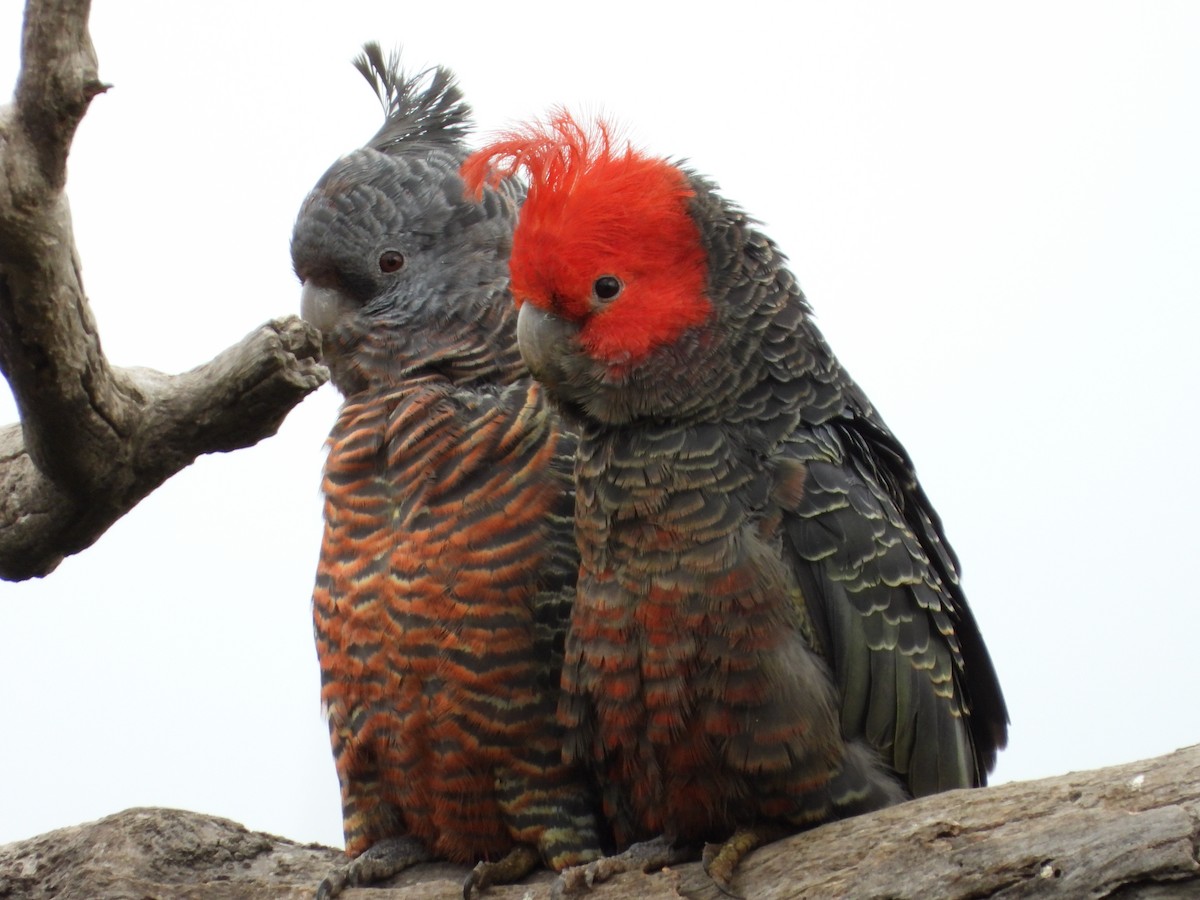 Gang-gang Cockatoo - ML640800671