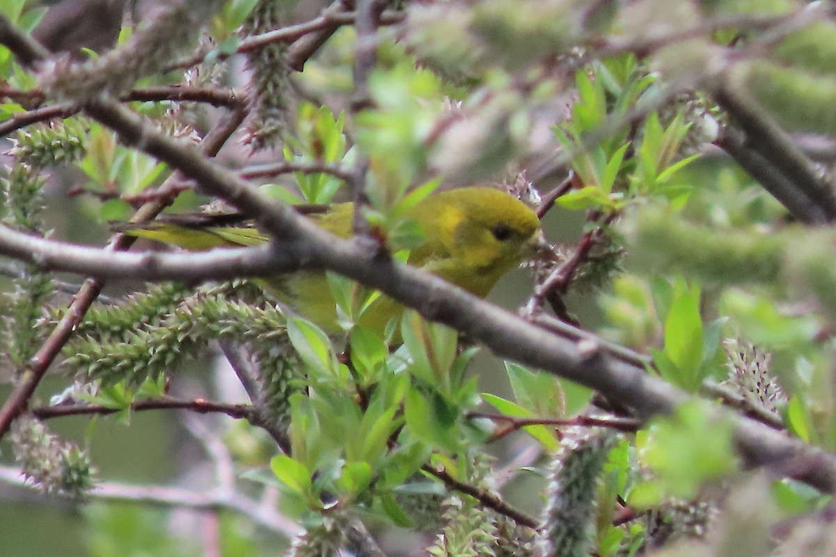Tibetan Serin - ML640800704
