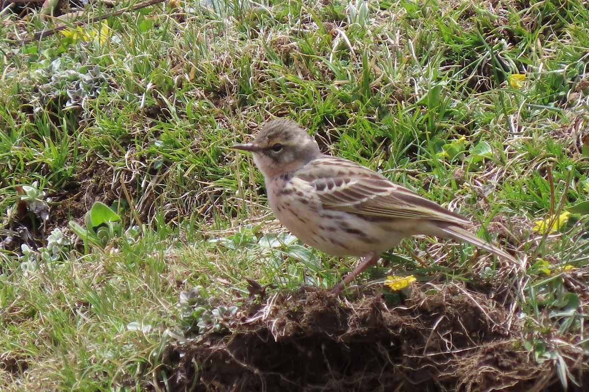 Rosy Pipit - ML640800738
