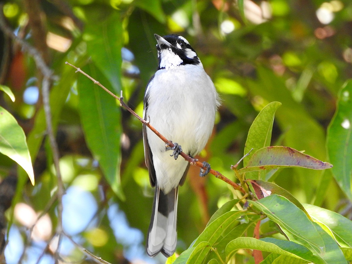 White-eared Monarch - ML640800743