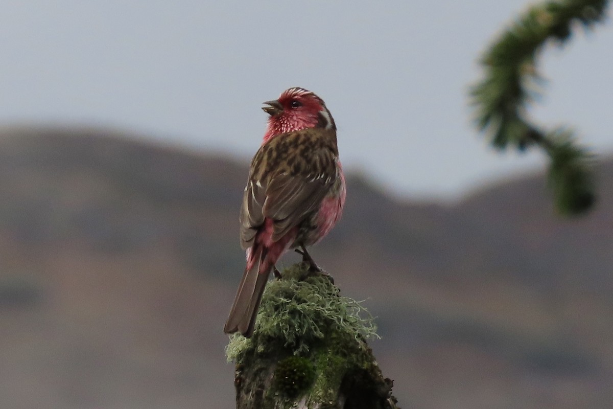 Chinese White-browed Rosefinch - ML640800771