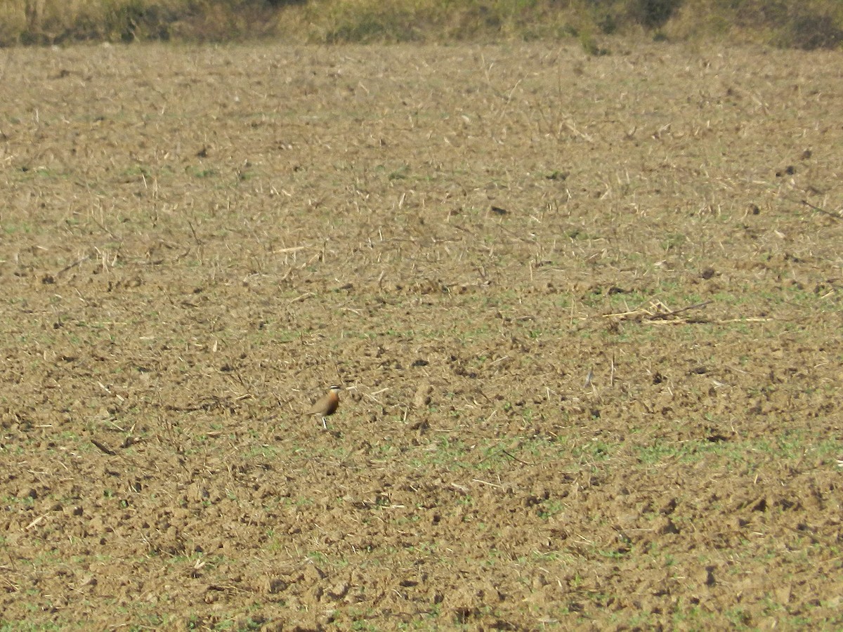 Indian Courser - ML640800772