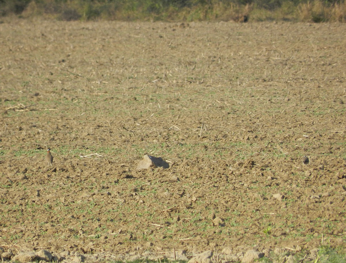 Indian Courser - ML640800773