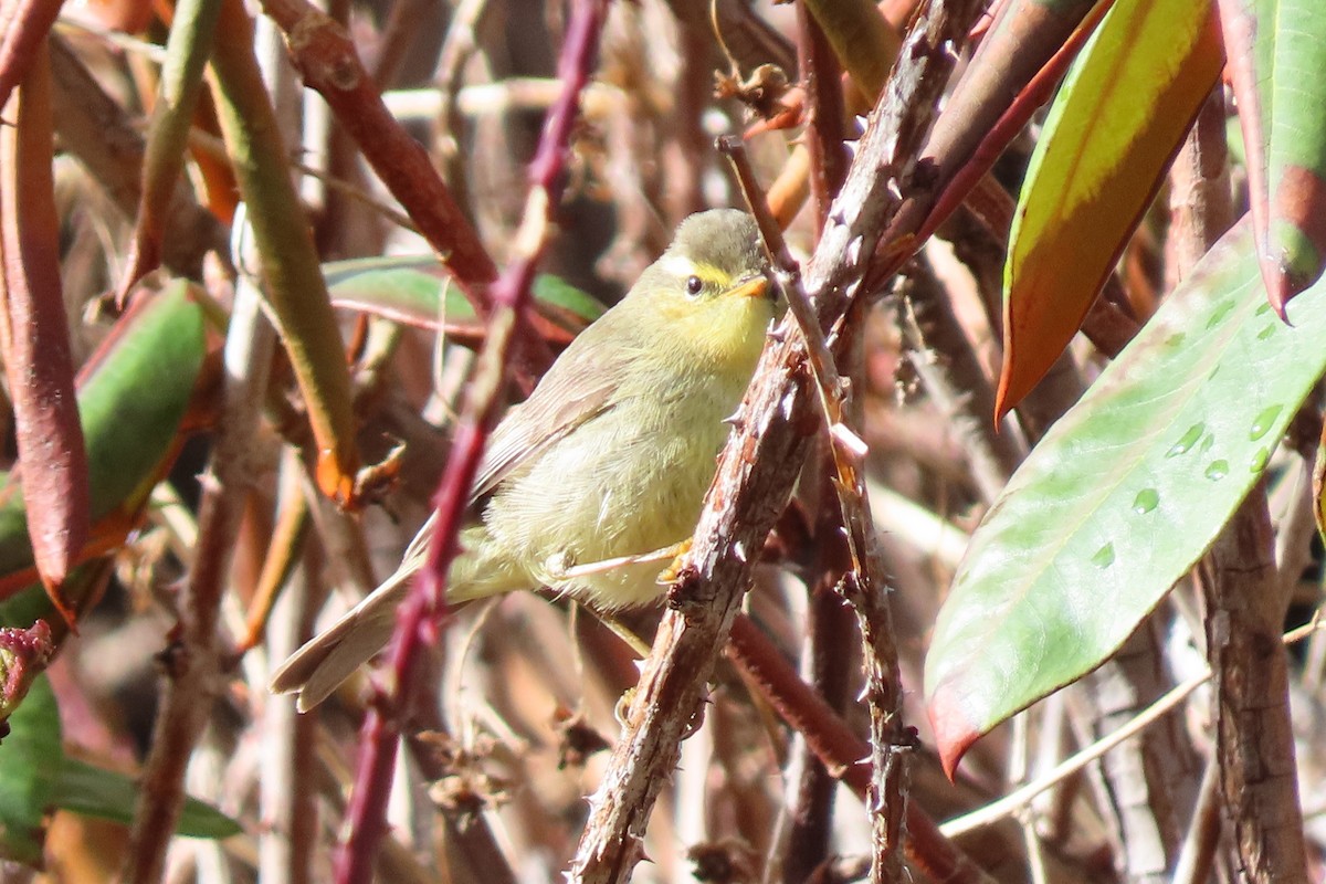 Tickell's Leaf Warbler - ML640800784