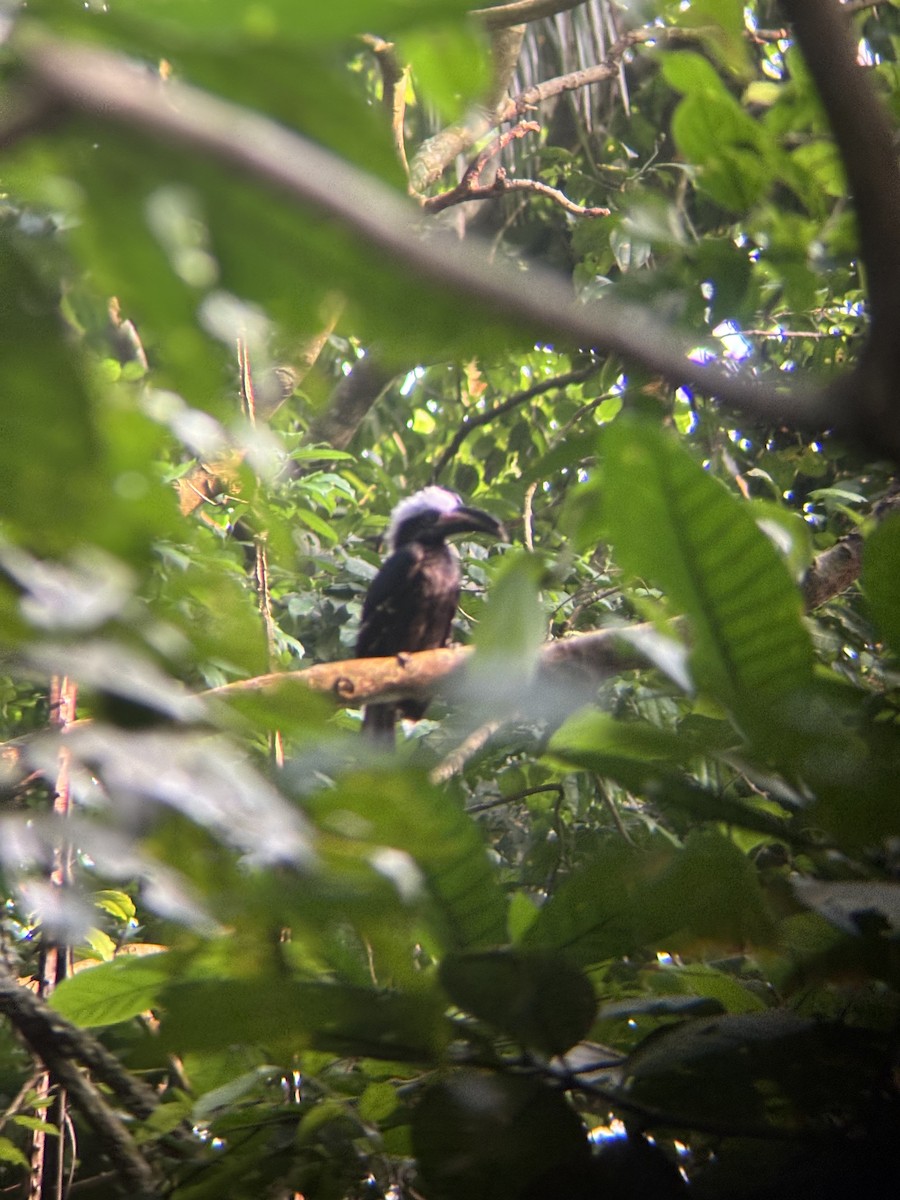 Eastern Long-tailed Hornbill - ML640800791