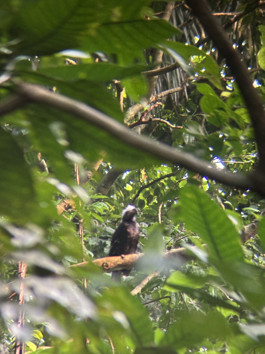 Eastern Long-tailed Hornbill - ML640800792