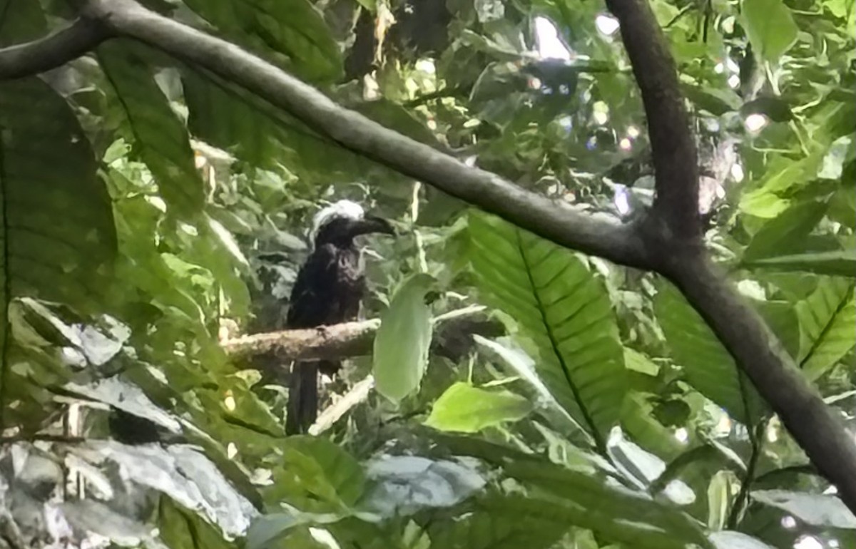 Eastern Long-tailed Hornbill - ML640800793