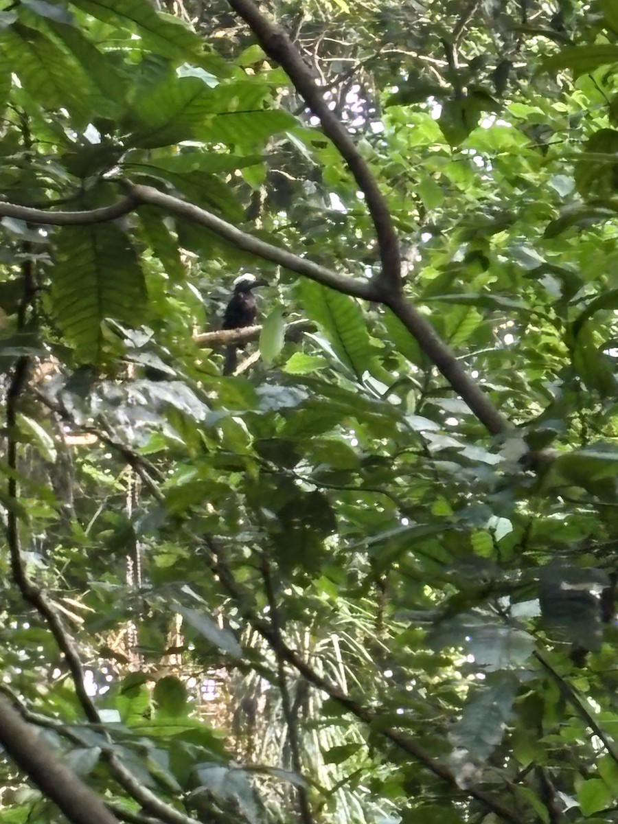 Eastern Long-tailed Hornbill - ML640800794