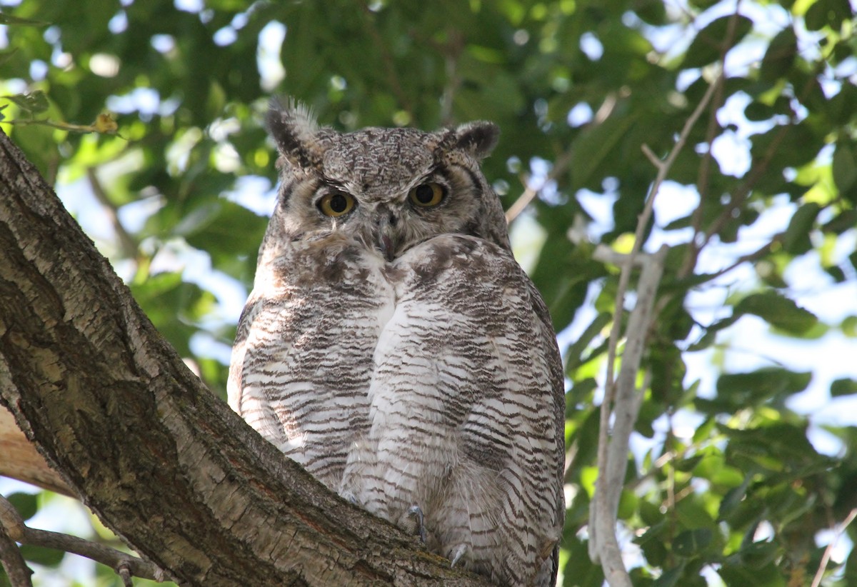 Great Horned Owl - ML640800806