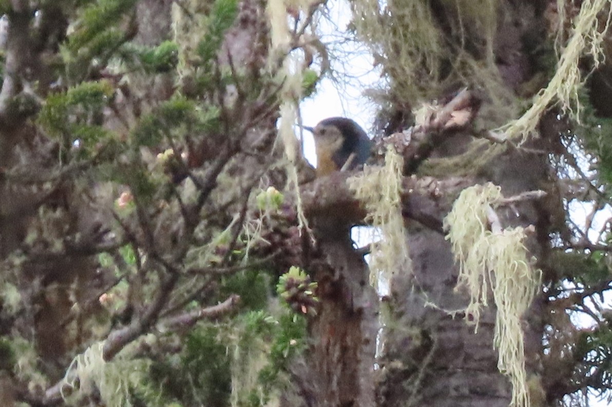 Przevalski's Nuthatch - ML640800807