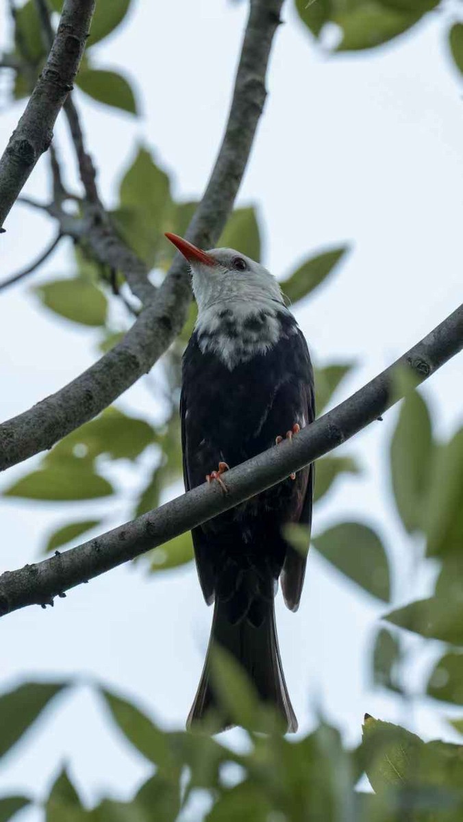 Black Bulbul (leucocephalus Group) - ML640800809