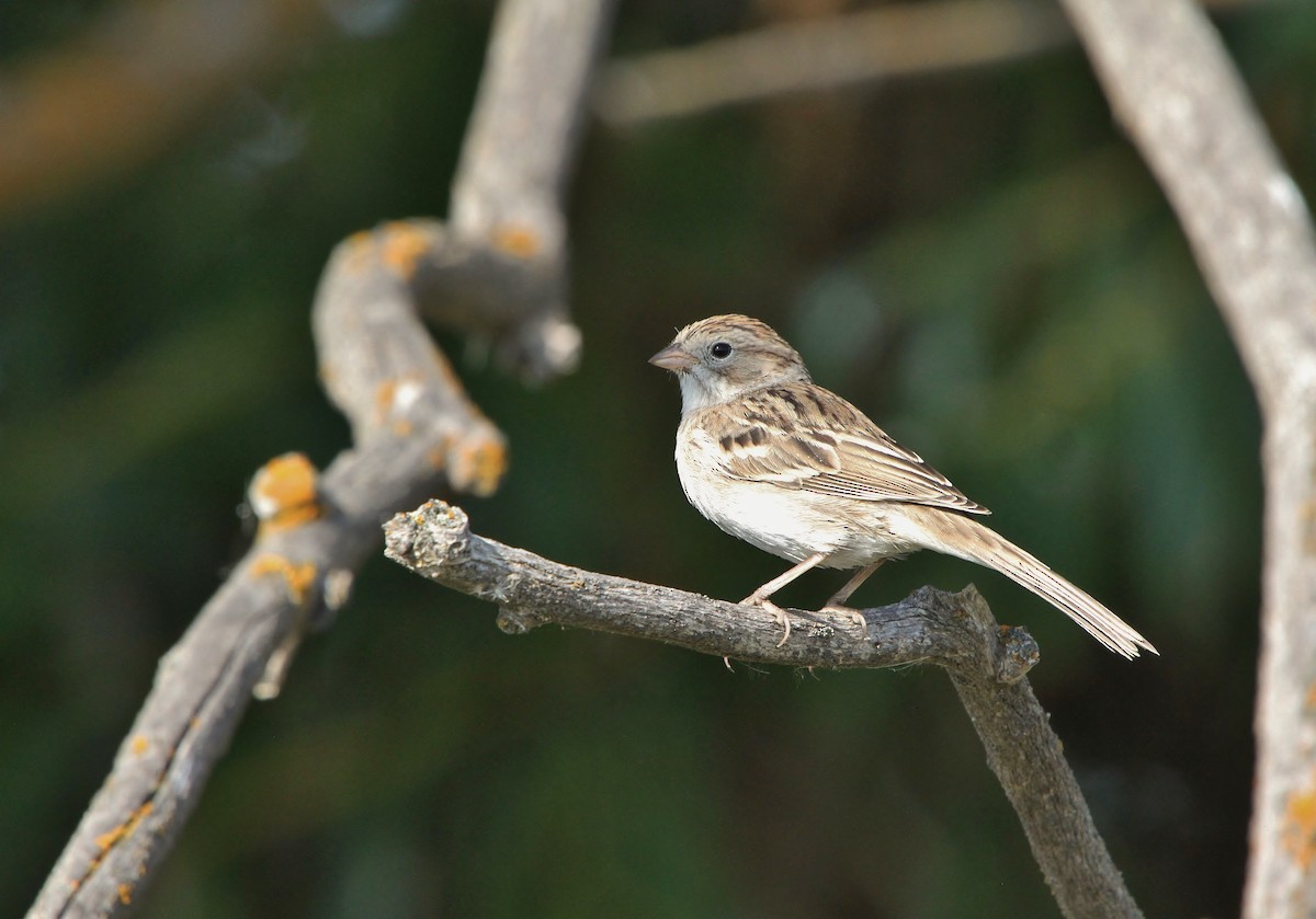 Brewer's Sparrow - ML640800815