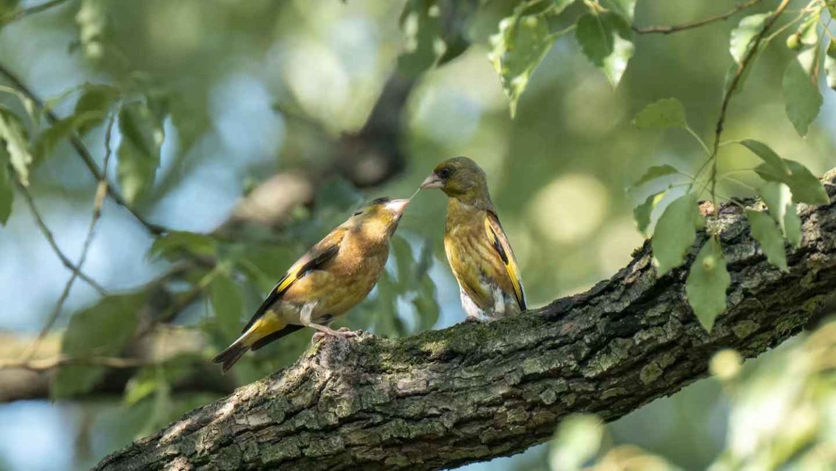 Oriental Greenfinch - ML640800816