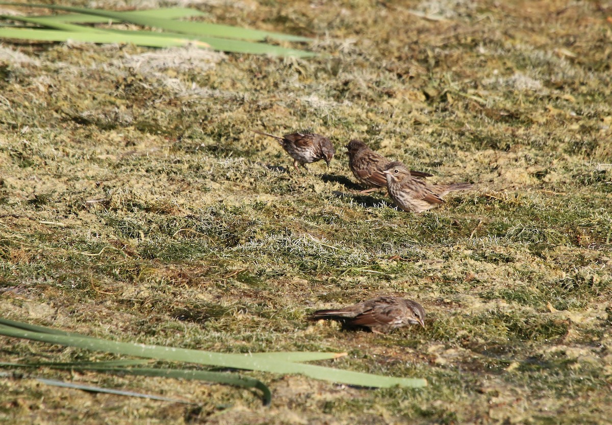 Song Sparrow - ML640800821