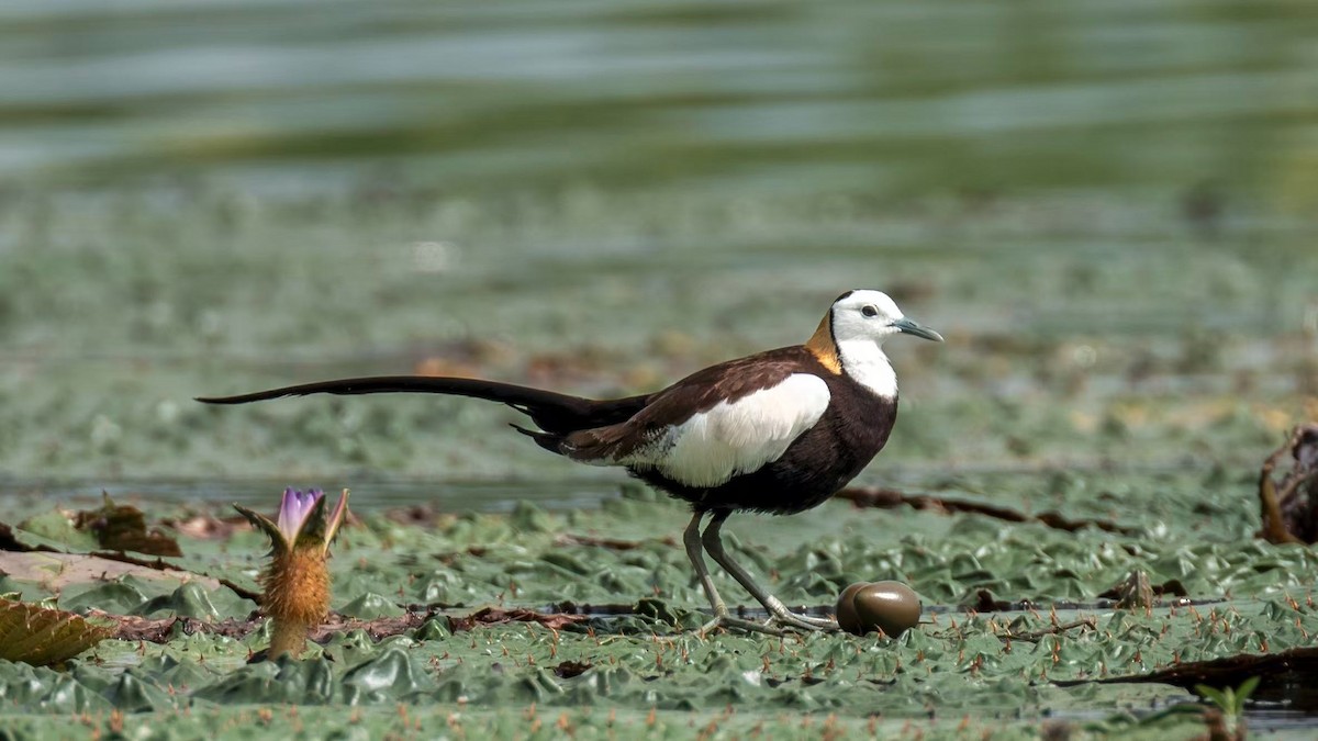 Pheasant-tailed Jacana - ML640800837