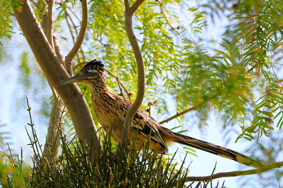 Greater Roadrunner - ML640800843