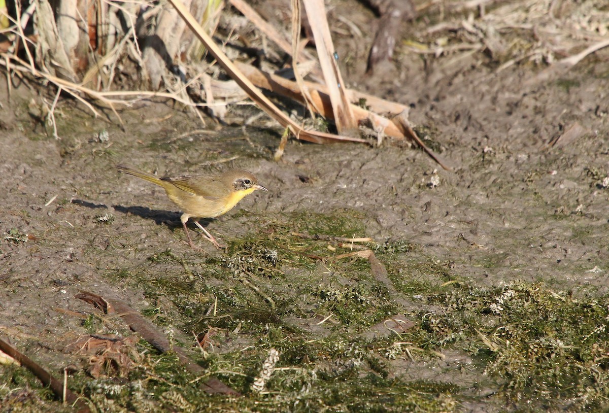 Common Yellowthroat - ML640800844