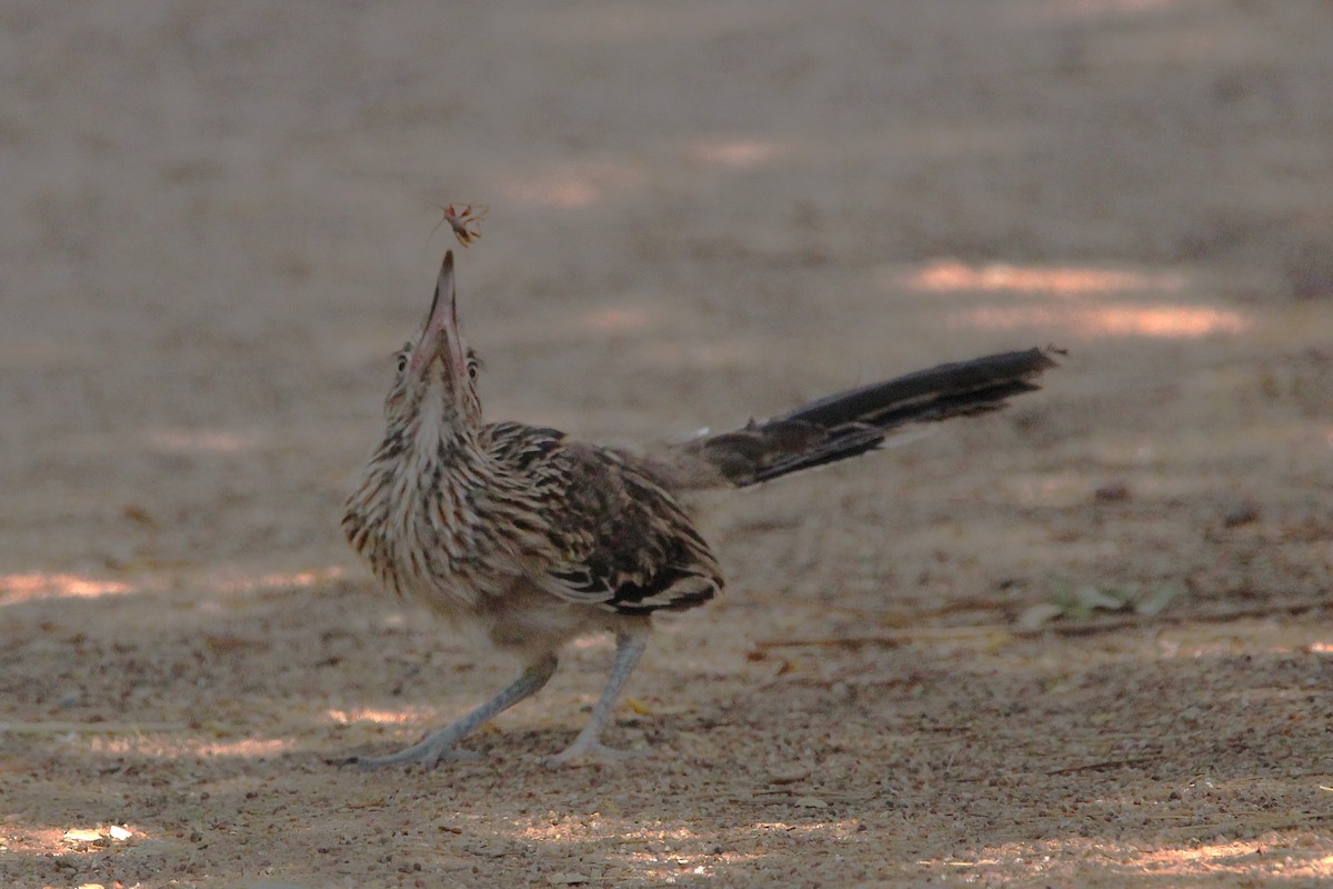 Greater Roadrunner - ML640800845