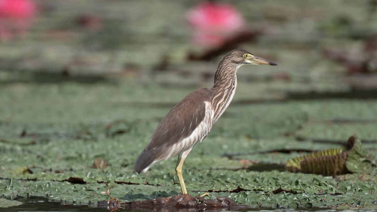 Chinese Pond-Heron - ML640800851
