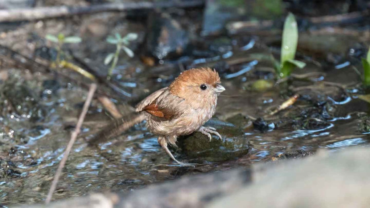 Vinous-throated Parrotbill - ML640800855